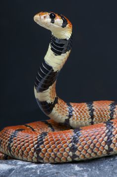 snake images