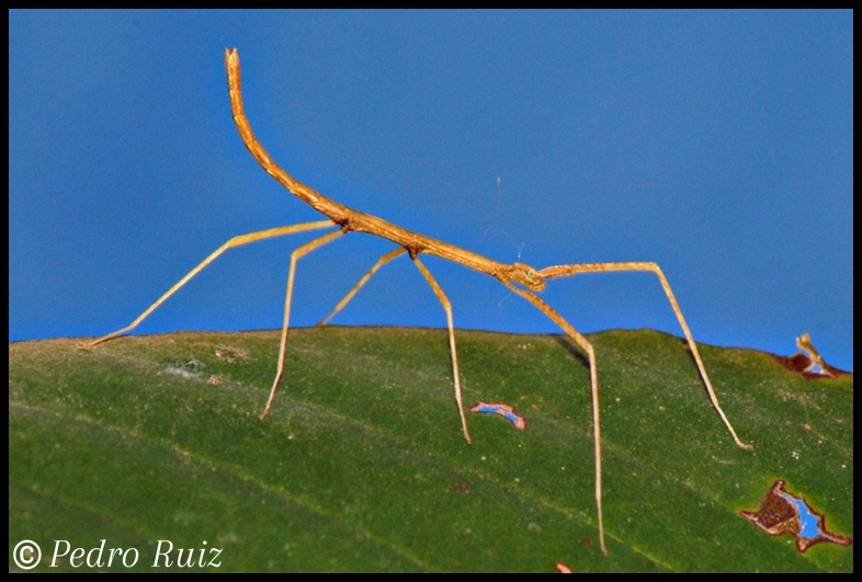 Ninfa L2 de Medauroidea extradentata, 2 cm de longitud Ninfa L2 de Medauroidea extradentata, 2 cm de longitud