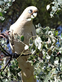 Weißer Kakadu Australische Vögel - Weißer Kakadu