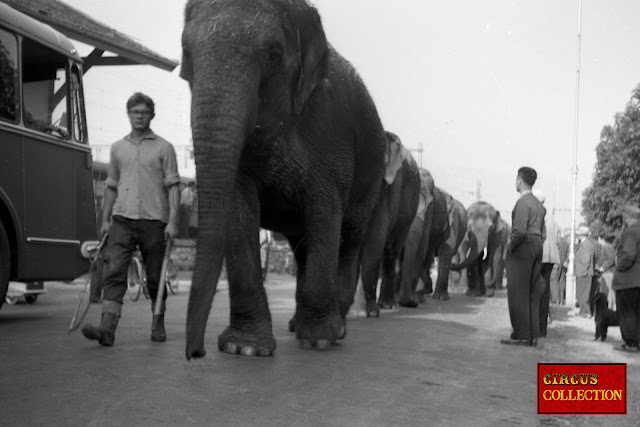 Les éléphants du Cirque National Suisse Knie marchent jusqu'a la place du cirque