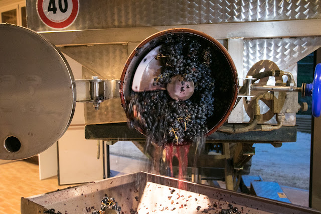 Vendemmia e lavorazione uva-Azienda vinicola Fontezoppa