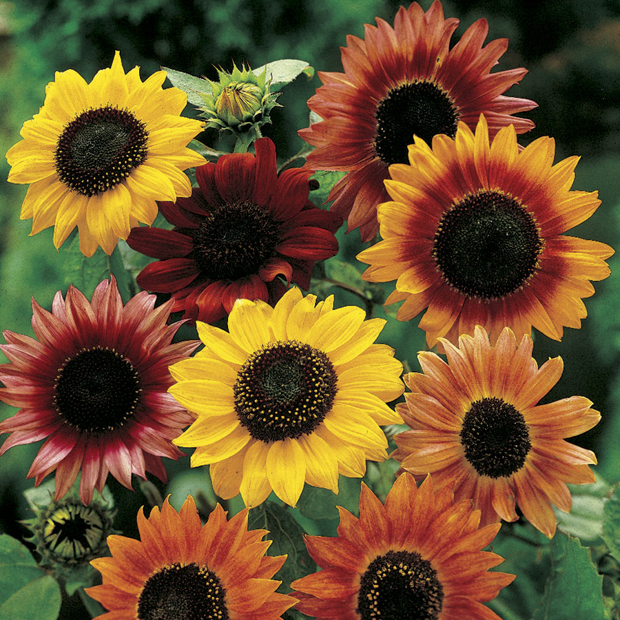 Debbisblog: A story of seeds and sunflowers