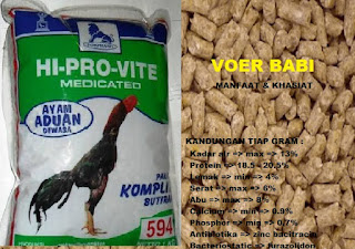 Manfaat Voer Babi Untuk Ayam Bangkok Aduan + Cara Pemberian dan kandungan gizi
