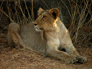 Gir Ulusal Parkı'nda bir dişi aslan