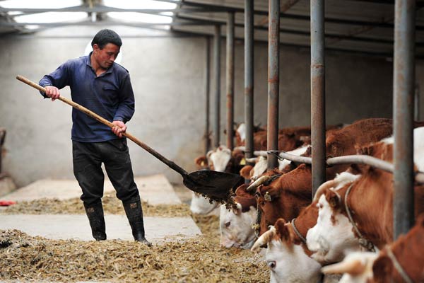 Jobs Available In a Beef Cattle Farm In Canada APPLY