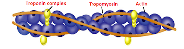 Thin Filament Structure