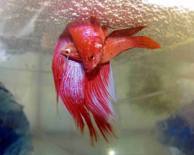 Fish Mating: How do fish make babies Fish Mating: How do fish make babies