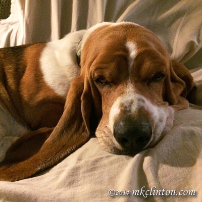 Dog-tired Basset Hound