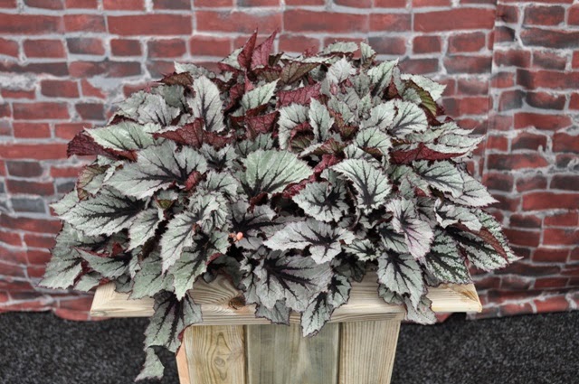 Бегония из голландии