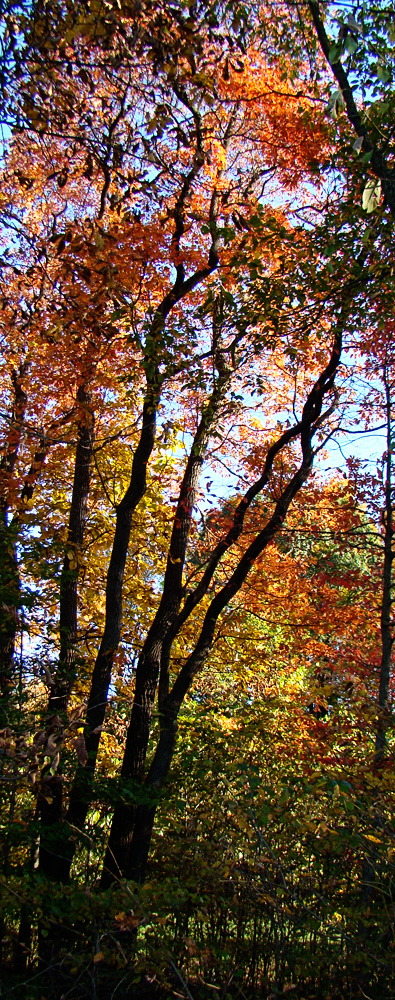 Rurification | Robin Edmundson: Another Ridiculous Number of Fall Photos