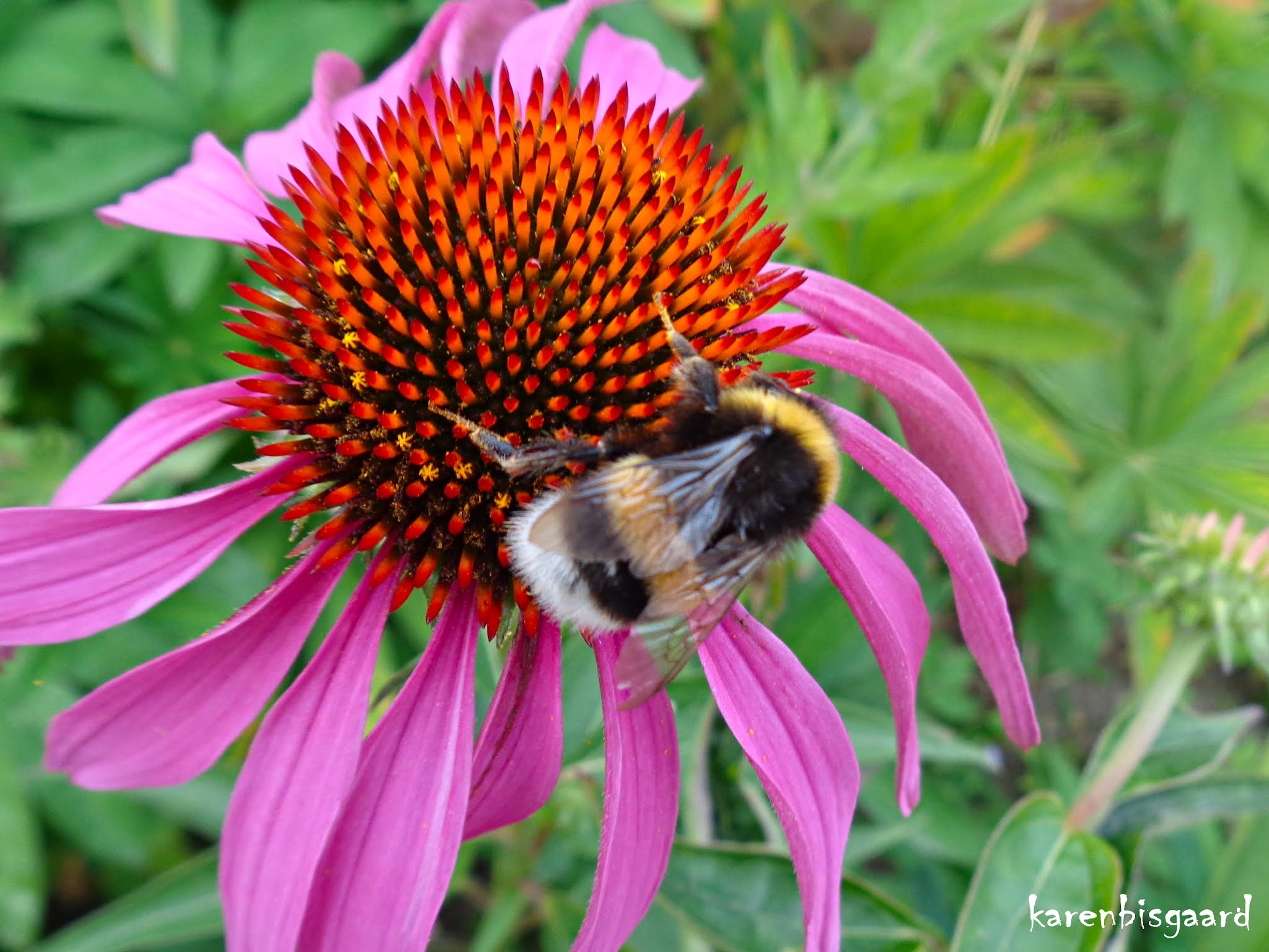 Karen`s Nature Photography Pink Coneflowers with Honey Bees and