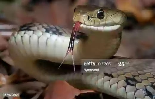 इस विधि से करें पुर्णिमा व्रत, मिलेगा रोग,शोक एवं बंधत्व छुटकारा, purnima vrat kathavidhan hindi इस विधि से करें पुर्णिमा व्रत, मिलेगा रोग,शोक एवं बंधत्व छुटकारा, purnima vrat kathavidhan hindi