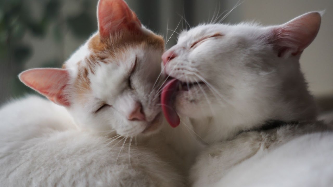 KEDİLERLE İLGİLİ ŞIŞIRACAĞINIZ BİLGİLER )