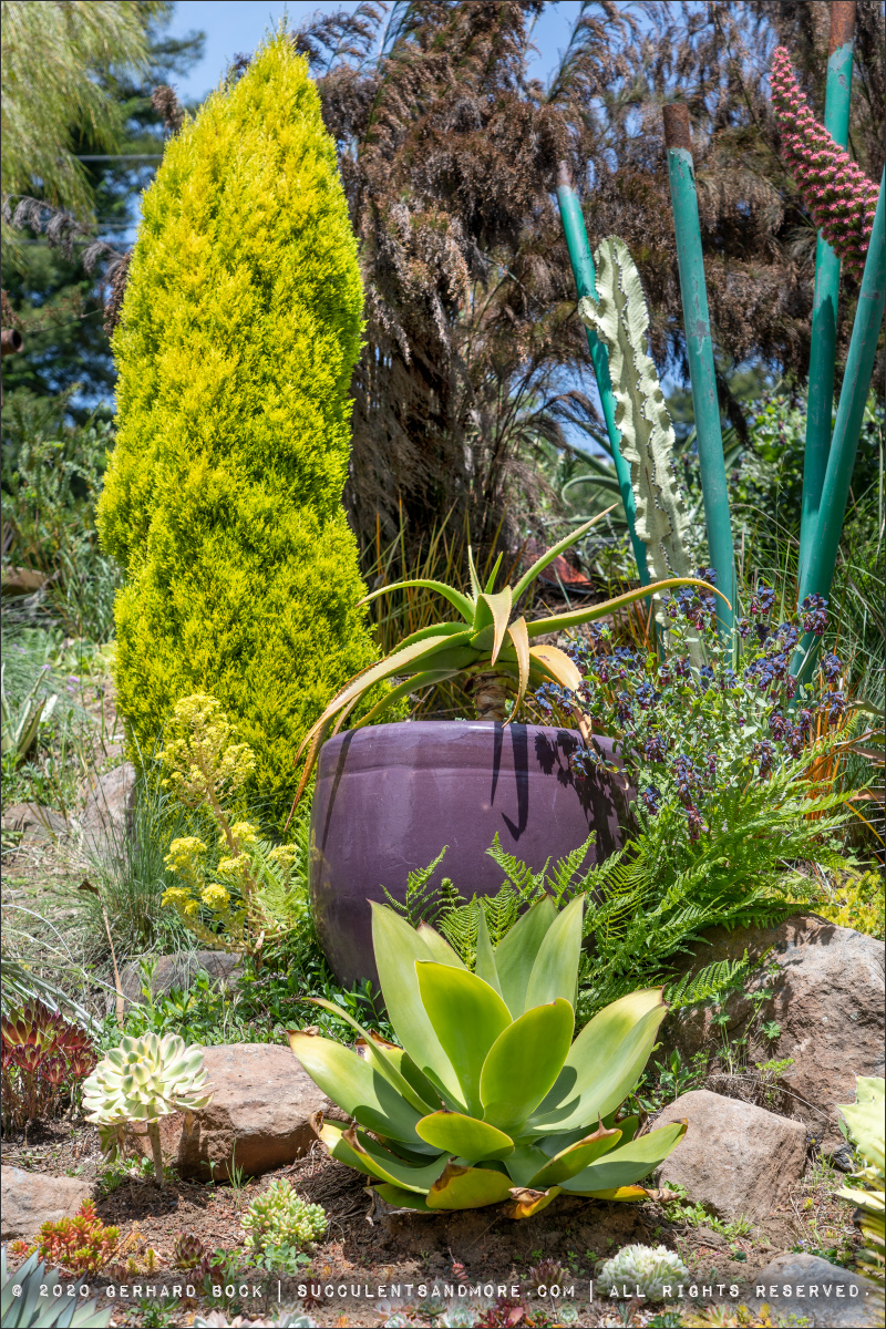 Revisiting Mat McGrath's garden in the Berkeley Hills