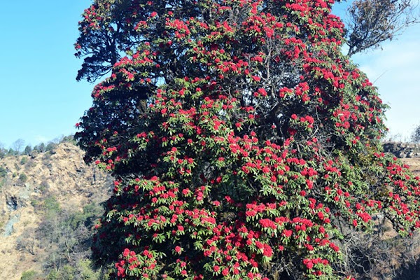 National flower rhododendrons from Ruise, Rakhu !