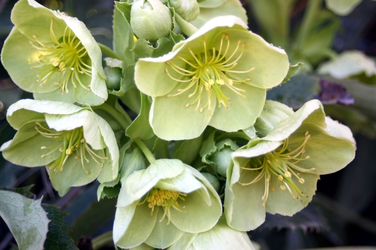 Bloomin' News The Beauty of the Hellebore