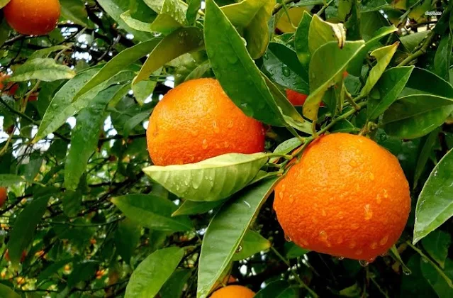 Αργολίδα: Μέχρι 36 λεπτά στον παραγωγό ξεκίνησαν οι εξαγωγές για το πορτοκάλι
