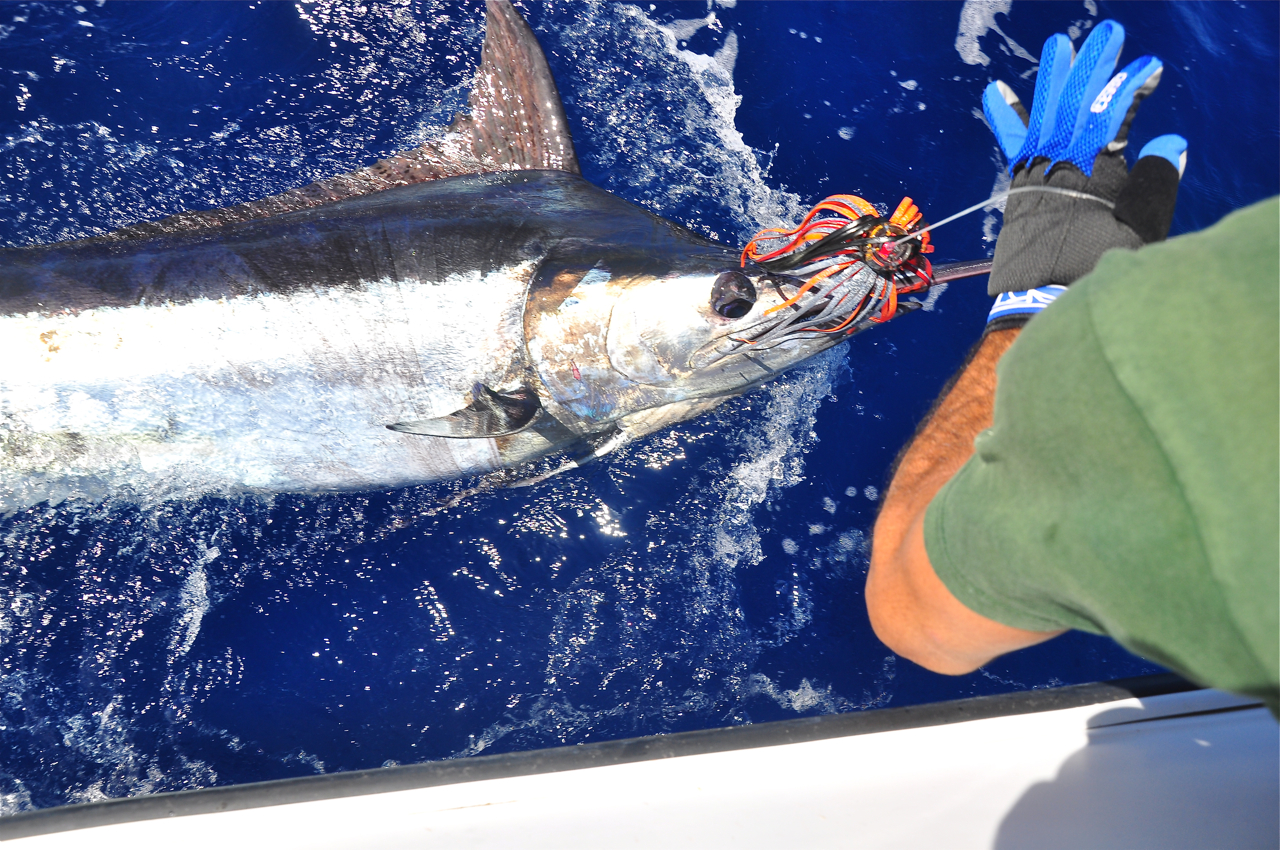 Stockholm Specimen Hunter's Group: Marlin fishing; Puerto Rico, Gran