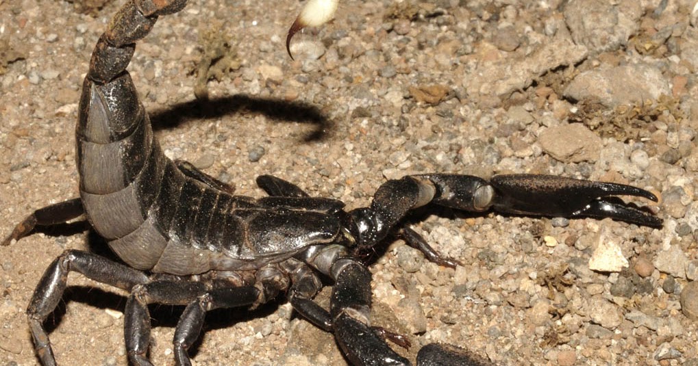 The Scorpion Files Newsblog A New Heterometrus From India
