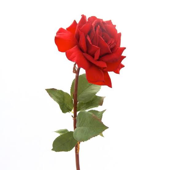 الورد الأحمر الورد الأحمر