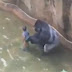 Matan a gorila en zoológico de EU para salvar a niño que entró a su recinto