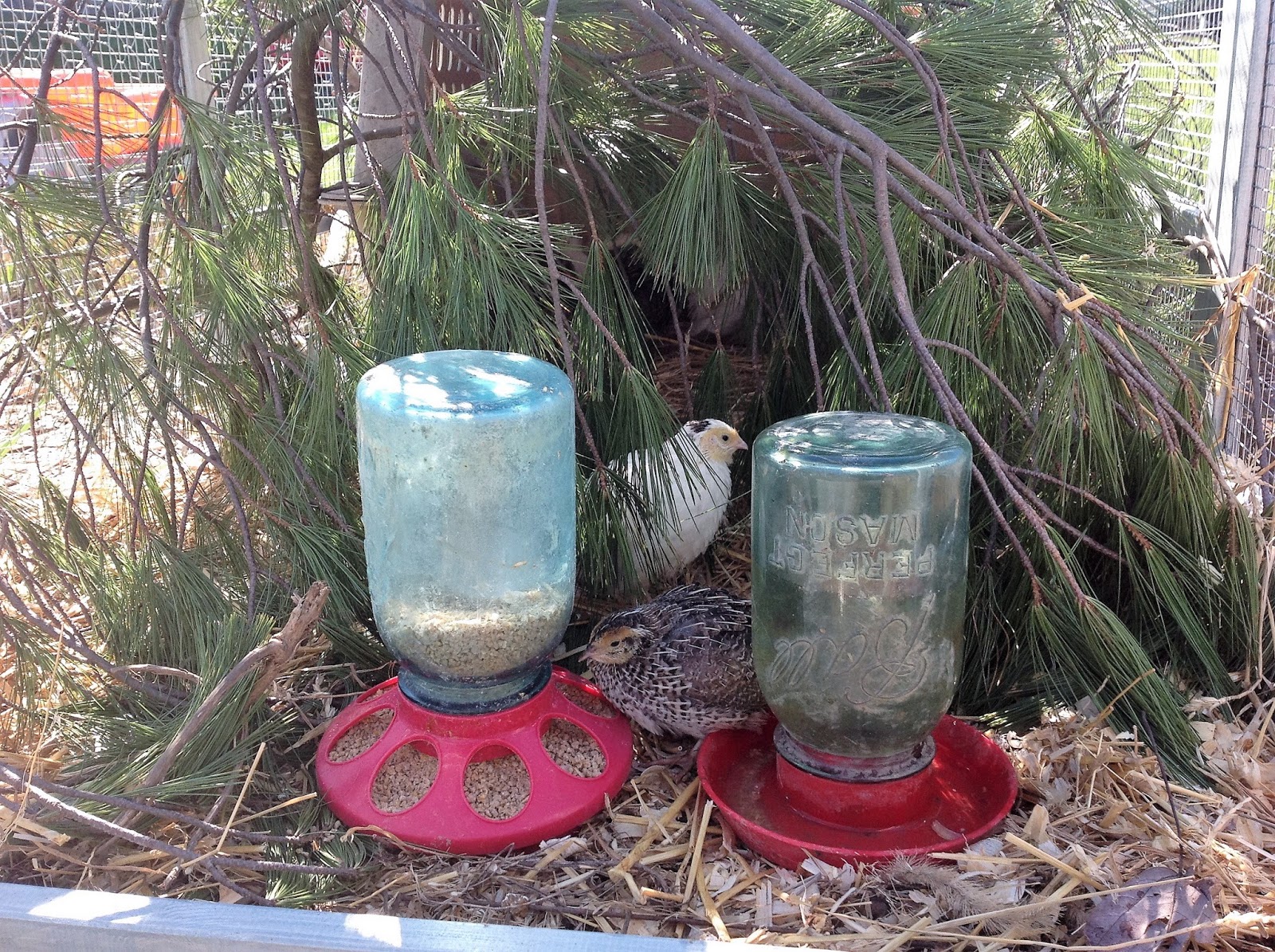 Cottontail Farm Quail tractor done, quails outside