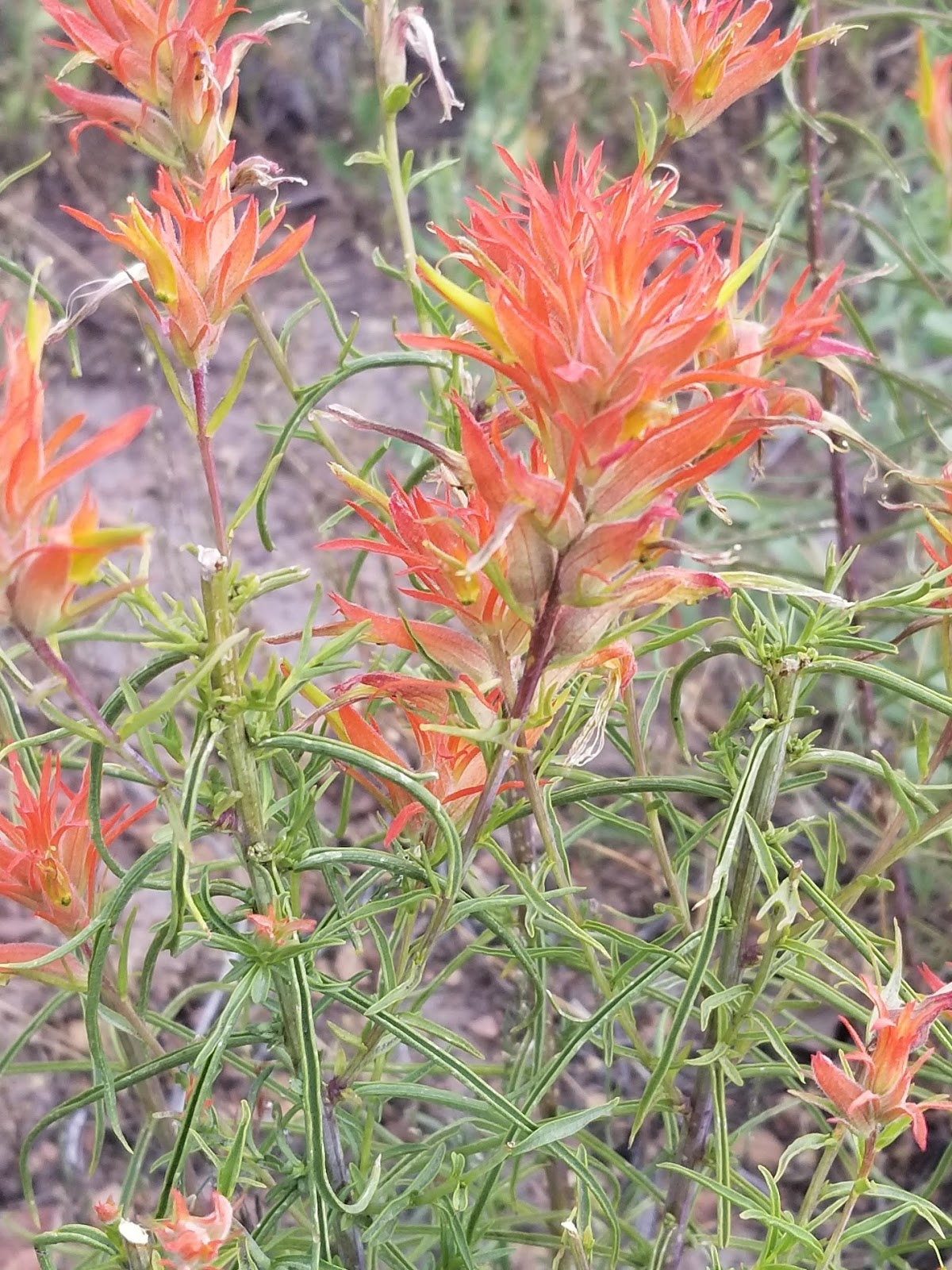 indian paintbrush colorado indian paintbrush colorado