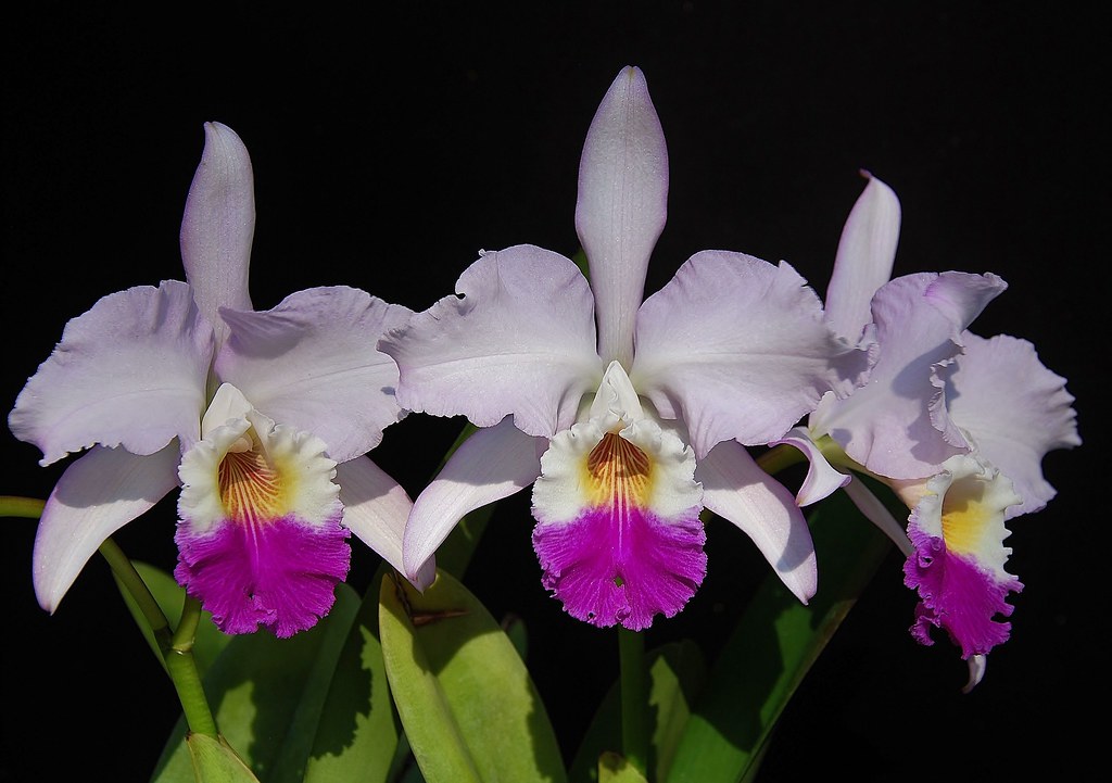 Cattleya mendelii care and culture Travaldo's blog