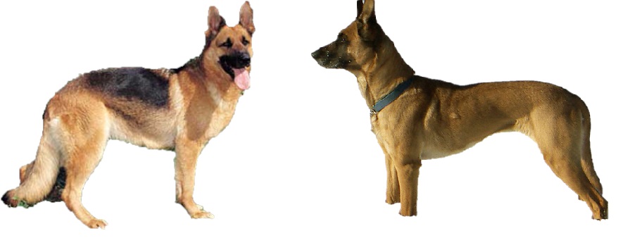 Serupa Tapi Tak Sama Perbedaan Anjing Malinois Belgian Dengan