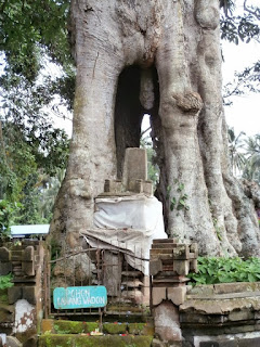 pohon sangeh, pohon lanang wadon