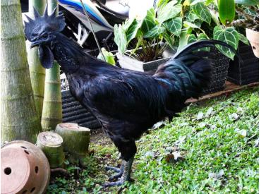 Kumpulan Gambar Ayam Cemani Gambarbinatang Sobat Suka Koleksi Atas Jangan