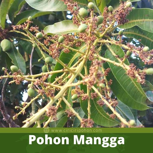 Pohon Mangga