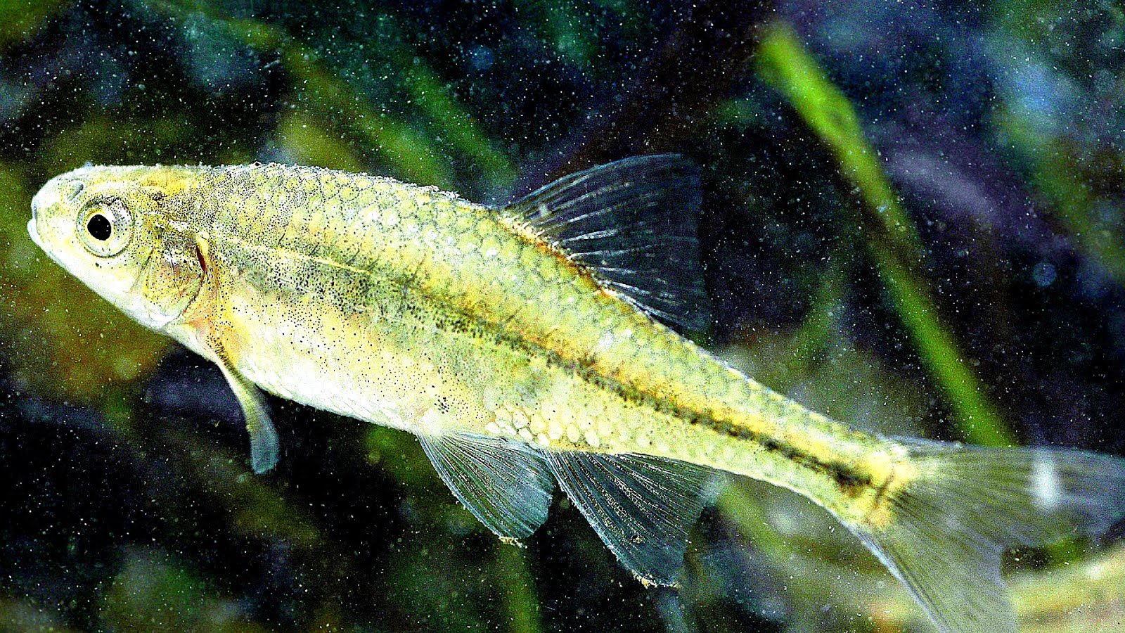 Внешнее строение рыбы окунь. Дополнение рыбы. Дополнение рыбы. Анатомия костистой рыбы окуня. Макруровидная форма тела рыб.