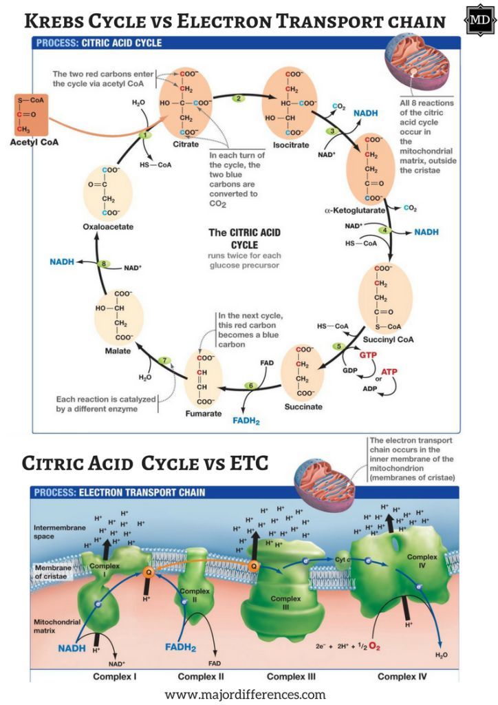 Glycolysis Krebs Cycle Electron Transport Chain Chart