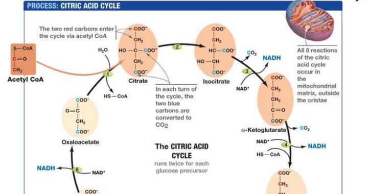 Glycolysis Krebs Cycle Electron Transport Chain Chart