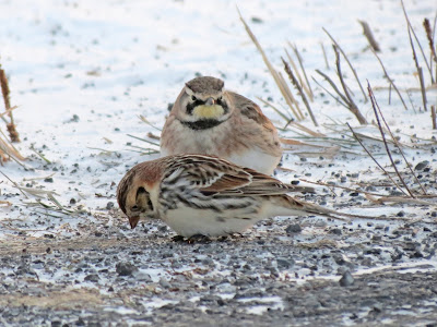 Lapland Longspur and Horned Lark - Wolfe Island, ON