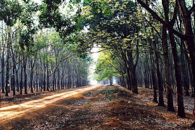 Sắc xuân diệu kỳ- Phan Lan Hương Sắc xuân diệu kỳ- Phan Lan Hương