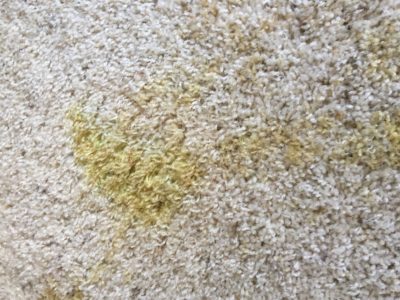 Useful Tips on Carpet Discoloration Repair