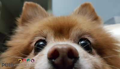 Pomeranian Dog Breed: The Shrunken Spitz With A Huge Personality Pomeranian Breed ThePetsDialogue