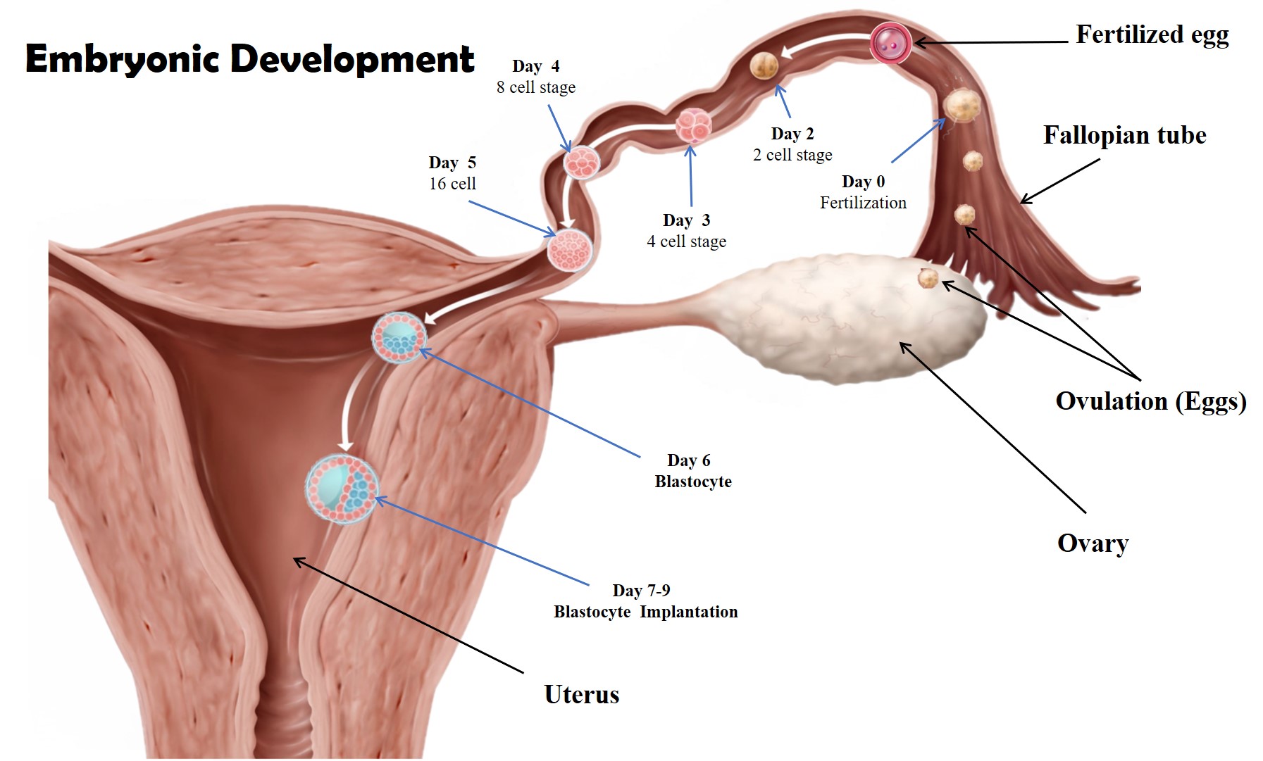 1-2 week pregnancy