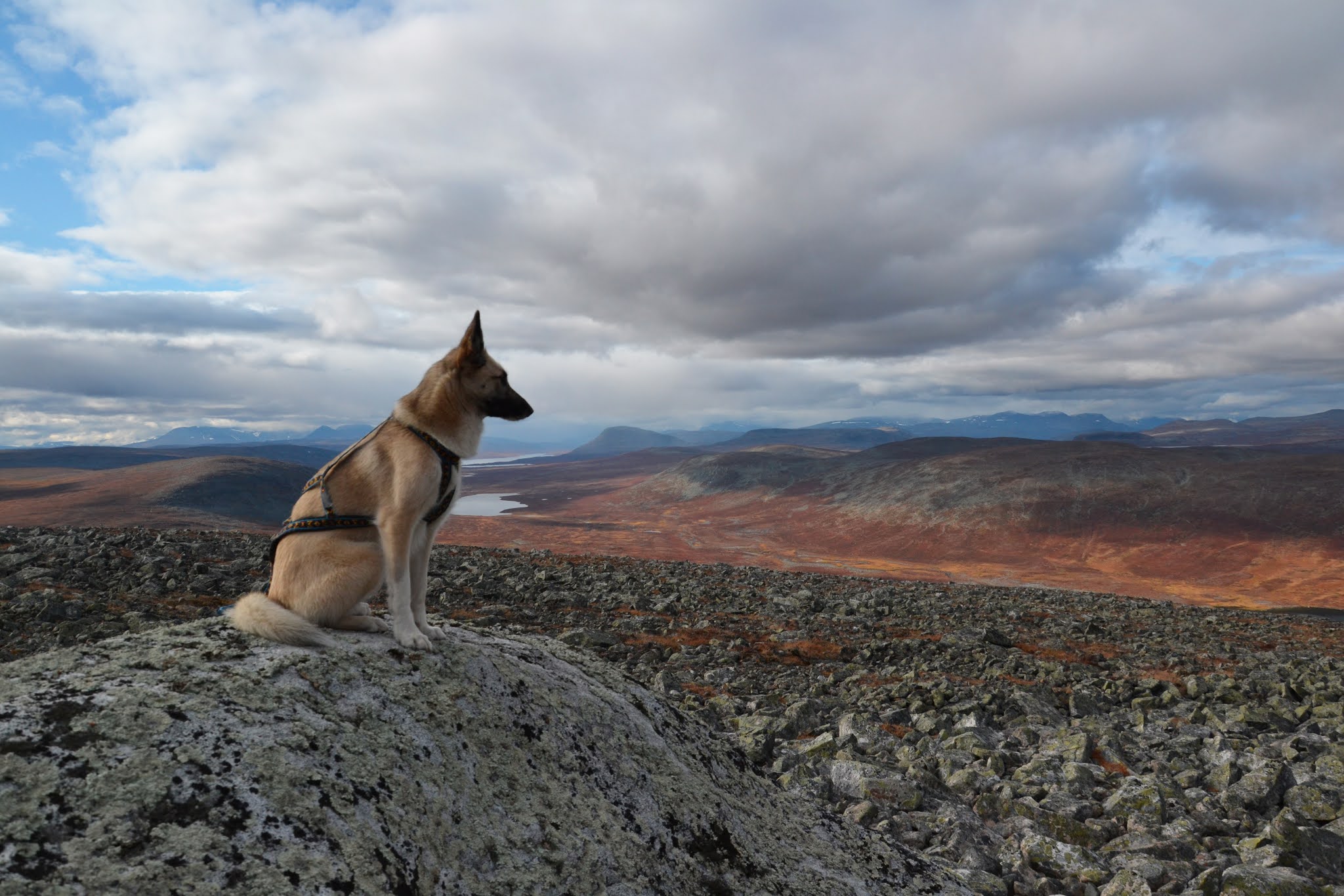 Käsivarren erämaa-alue