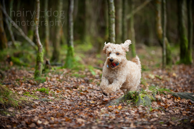 Action dog photography in Aberdeen by Jamie Emerson