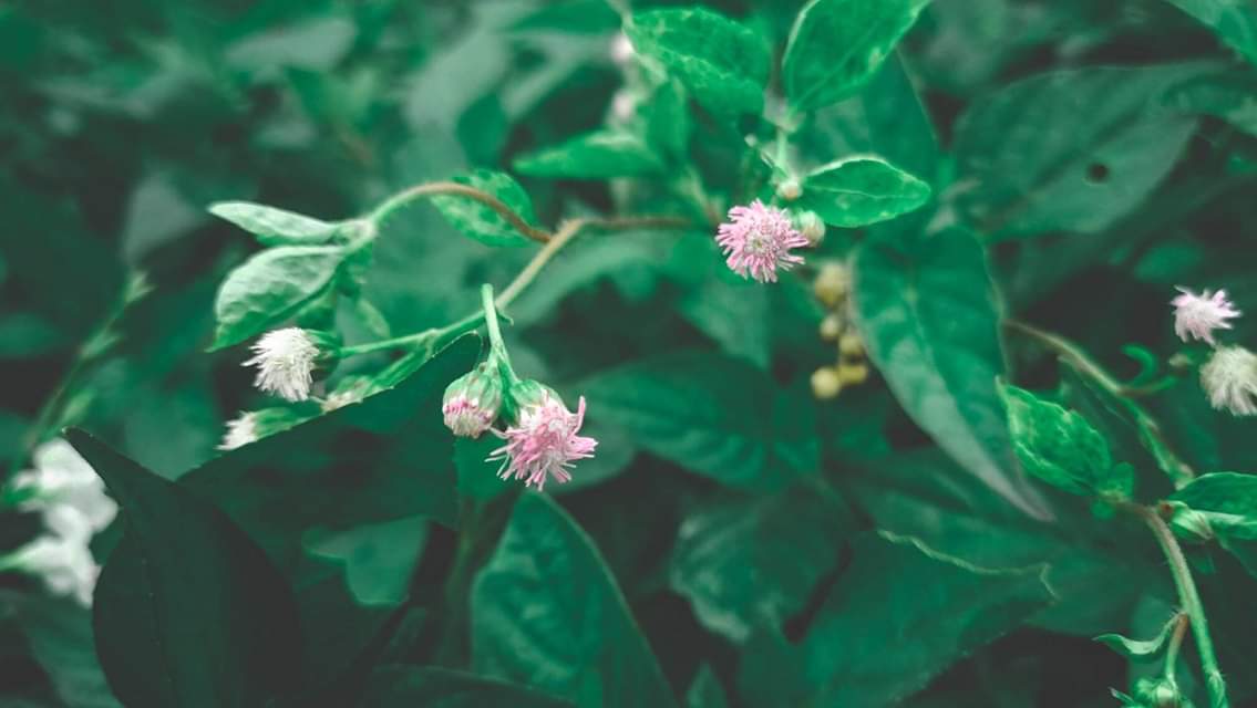 Lirik Lagu Kidung Wahyu Kolosebo Serta Artinya Lirikwp