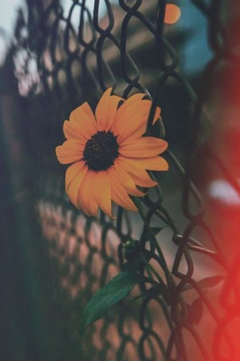 Aesthetic Wallpaper For Laptop Pinterest - Wallpaper HD New