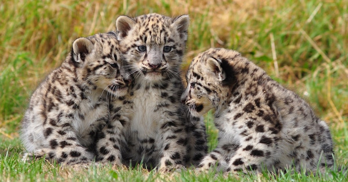 DNA Barcoding: What snow leopards really eat