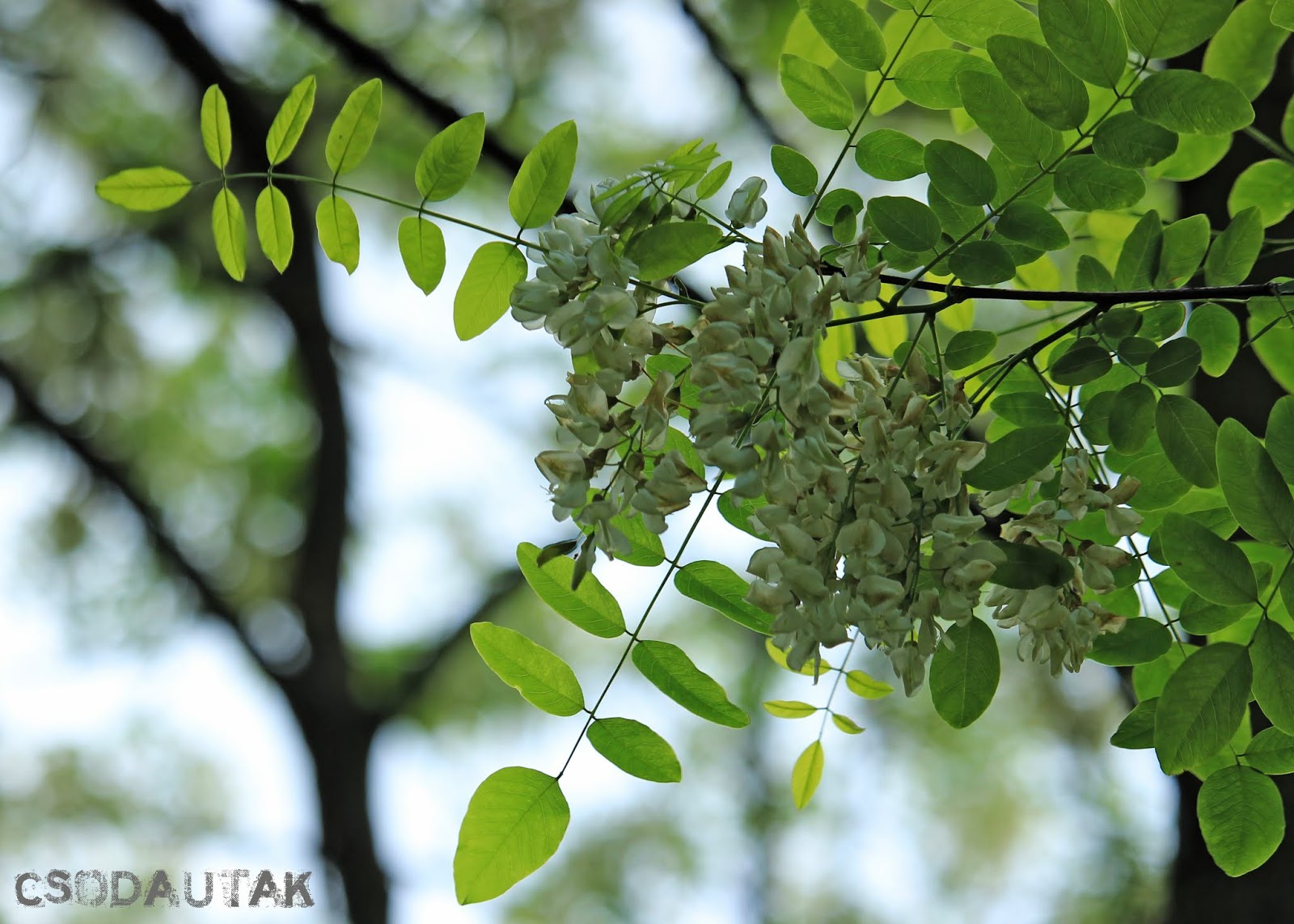 CSODAUTAK: Fehér akác (Robinia pseudoacacia)
