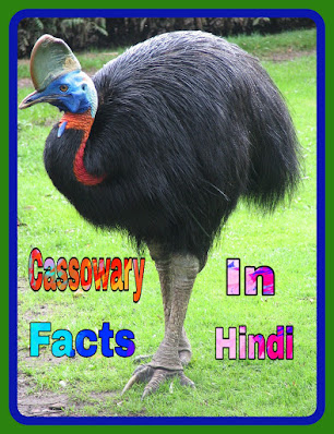 Cassowary Bird In Hindi