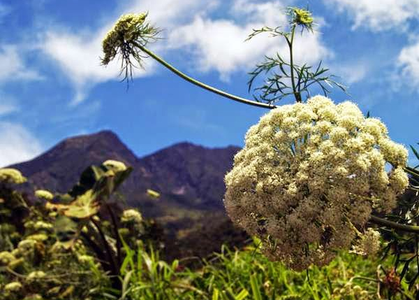 26+ Bunga Edelweiss Dilindungi