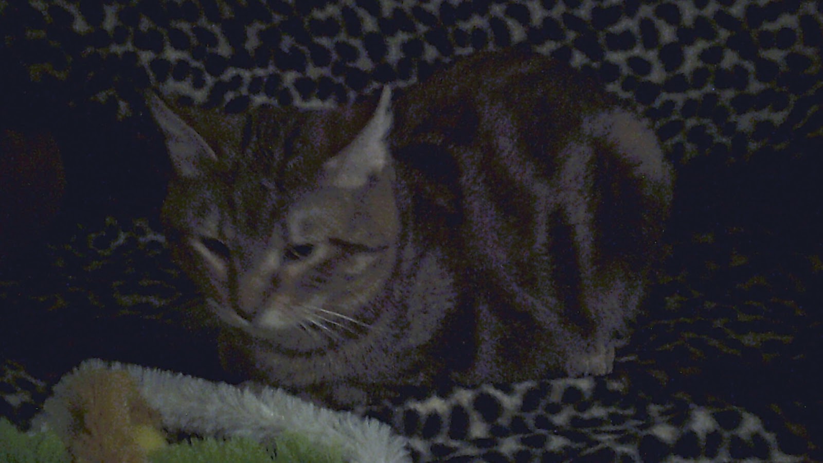 Mystic Mable Bengal Cats Mr. Mystic Mirage Mixed Photos! This Stud Cat