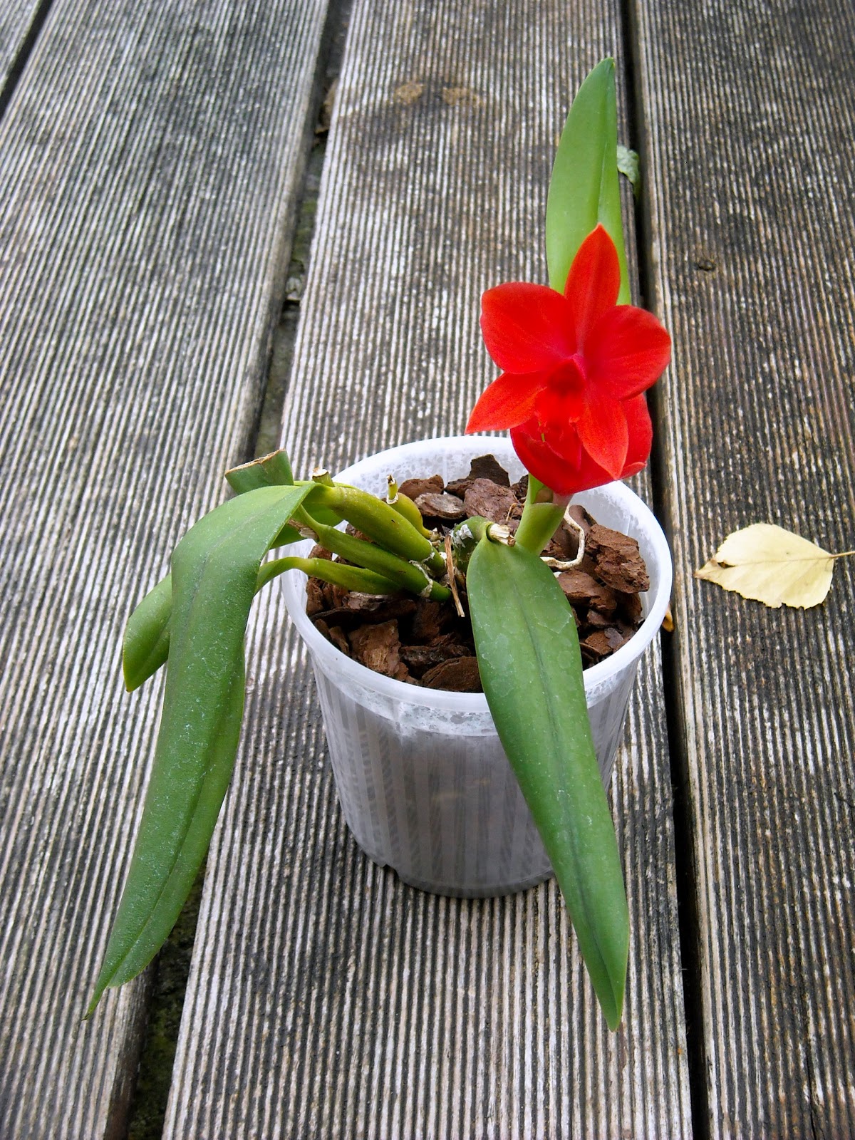 Taccuino delle orchidee di silviaB Epidendrum vitellinum x SL Psyche X